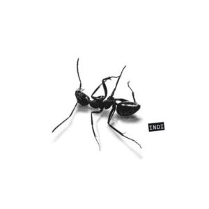 Gazelle Indie